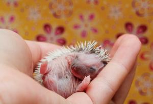 14 бебета животни, които ще разтопят сърцето ви