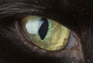 Очите на животни, погледнати отблизо