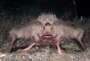 10 животни, които колкото и да се цупят, не могат да скрият колко сладки са всъщност