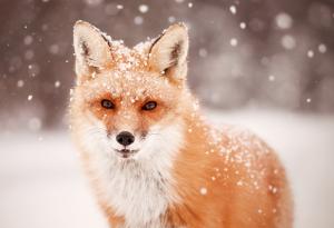 20 вълшебни снимки на животни през зимата