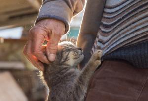 10 знака, по които да проверите дали котката ви ви обича истински
