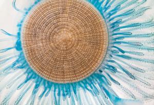 17 от най-красивите медузи по света