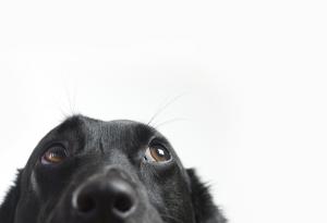 Изключително смешни кучета, заснети със скрита камера