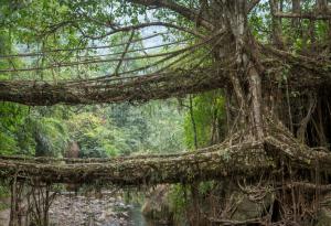 Да се разходим по живите мостове в Индия