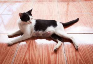 15 очарователни бременни животни