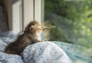 21 меланхолични котки, очакващи завръщането на стопаните си