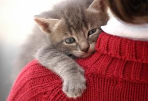 Котките ни пренебрегват? Нищо подобно!