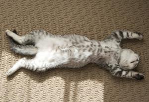 12 истини, с които собствениците на котки трябва да се примирят