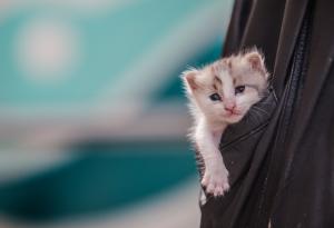 20 сладки джобни котенца