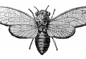 Cicada 3301 – най-мистериозната интернет загадка въобще