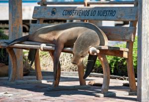 20 животни, които спят където им падне