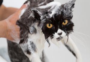 Мразя ваните!