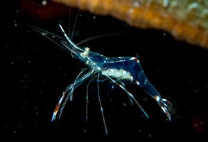 Тези същества са напълно прозрачни и наистина странни