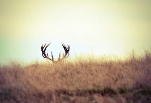 21 животни, които си мислят, че са тайни агенти