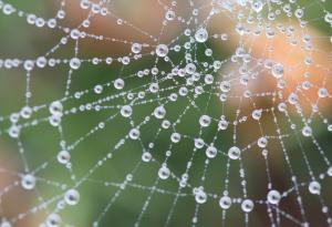 Паяците настройват мрежата си като струни на китара