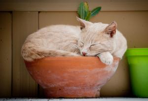 15 котки, които вероятно не би трябвало да поливате