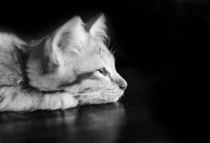 Мистериозният живот на котките: 33 страхотни черно-бели фотографии