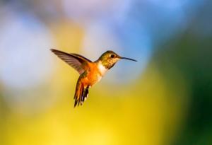 Чуйте как това колибри "похърква" сладко-сладко