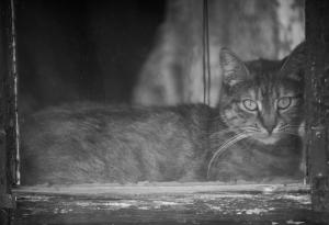 15 сладки котки и кучета в трепетно очакване на своите стопани