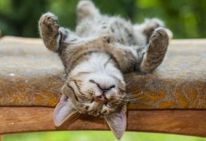 Виц: 10-те закона на почивката