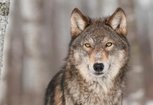    Притча за двата вълка