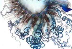 Красиво видео показва най-странното морско създание 