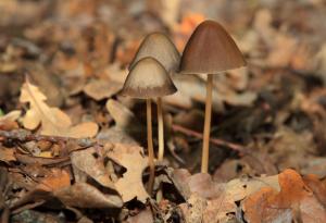 Магическите гъби вършат точно обратното на антидепресантите и може би работят точно заради това