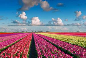 15 невероятно цветни полета с пролетни цветя от целия свят