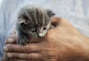 Притча за стареца и котето