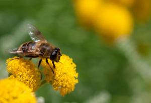 Рояците пчели функционират като гигантски мозък, където всяка пчела е нервна клетка
