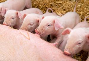 Защо не пием свинско мляко?