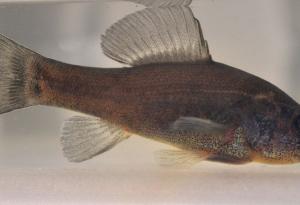  Невидима риба заблуждава враговете си - и ние знаем защо