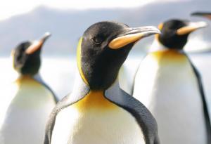 Пингвините нямат вкус за сладко, установиха учени