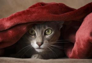 Котки властват на японски острови