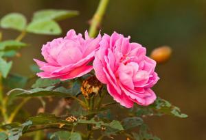 Не се отклонявайте от своя път, за да следвате чужди стъпки