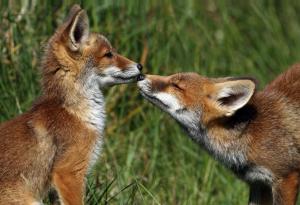 Двете лисичета