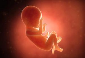 Ембрионите растат „на филийки“, за 48 ч. фигурата е изваяна