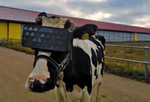 Крави борят стреса с очила за виртуална реалност