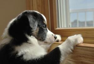 Научно доказан начин да успокоите кучето, когато не сте у дома 