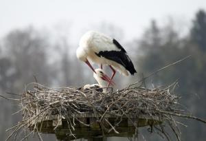 Истинска любов: Щъркелът, който продължава да се връща при своята любима, която не може да лети