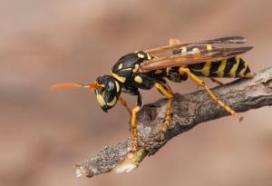 Интересни факти за осите