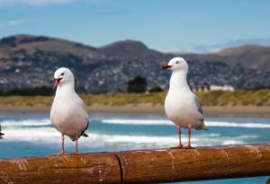 Чайки пренасят върху хората устойчиви на лекарства бактерии