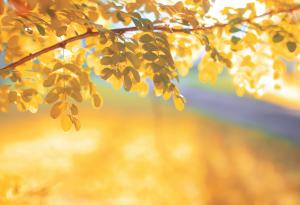 Атанас Далчев за знаците в живота