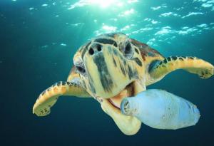 От 5 до 12 милиона тона пластмасови отпадъци попадат в световния океан всяка година