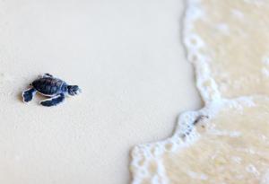 10 от най-сладките малки морски костенурчета, които някога сте виждали