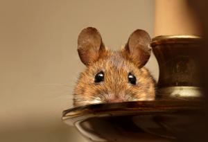 Притча за нещата, които уж не ни засягат