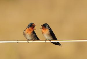 Най-простият трик за разрешаване на спорове