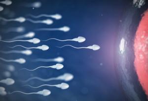 Женската репродуктивна система е като бягане с препятствия за сперматозоидите