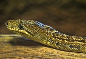 Само това ни липсваше: змии, които ловуват на групи