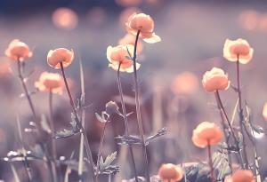 Красивите трикове на цветята